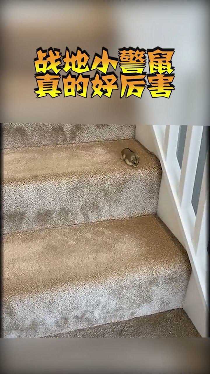 战地小警鼠真的好厉害可爱到爆炸