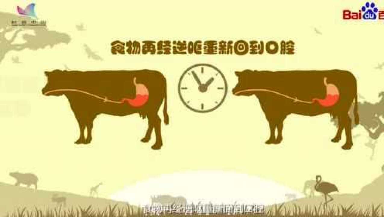 什么是动物反刍_高清1080P在线观看平台_腾讯视频