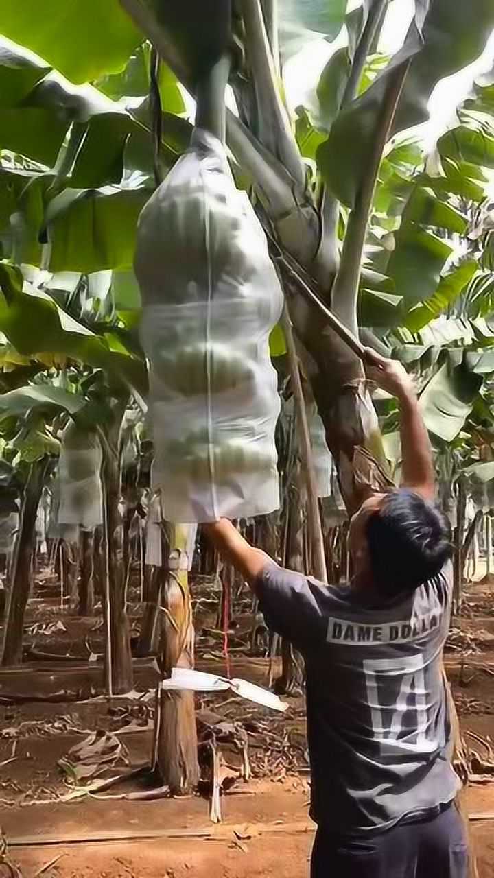 牛人砍香蕉树,竟是这样操作,网友:见识了!