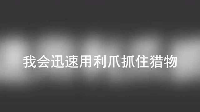 “我可是猛禽超凶的那种!”有没有被萌到,太可爱了!