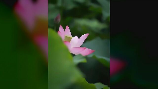 三伏天,送君“三福”,祝君夏日安好