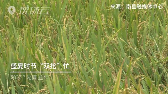 湖南南县:盛夏时节“双抢”忙