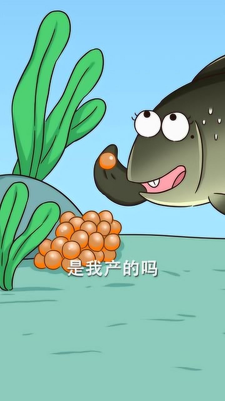 原来罗非鱼是用嘴孵卵的