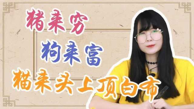 “猪来穷、狗来富、猫来头上顶白布”,迷信的传说,竟然这个意思