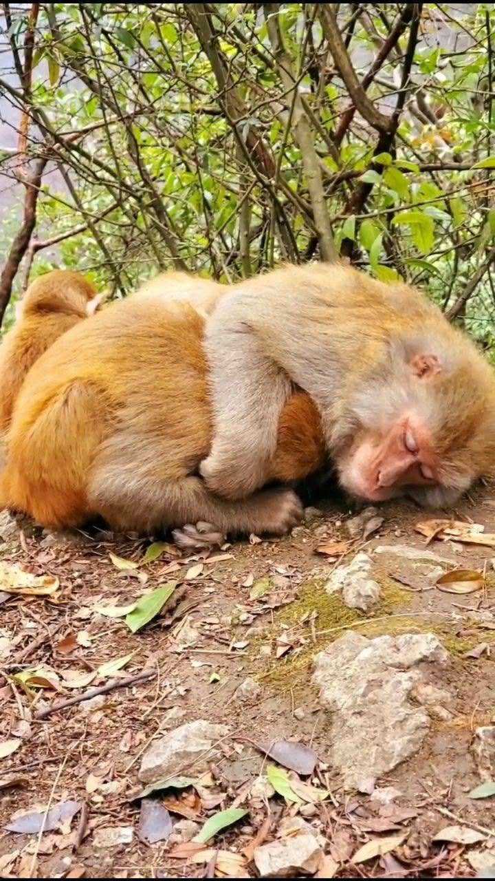 论猴子睡觉的一百种姿势