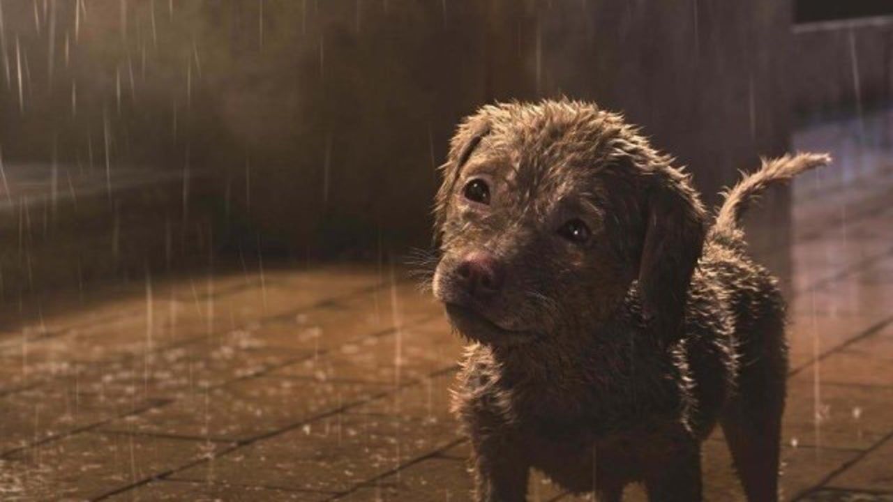 为什么狗狗在死之前会偷偷躲起来等待死亡原因让人泪目