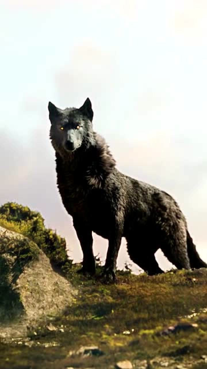 野性的呼唤电影燃剪狼王是巴克最坚强的后盾是野性回归