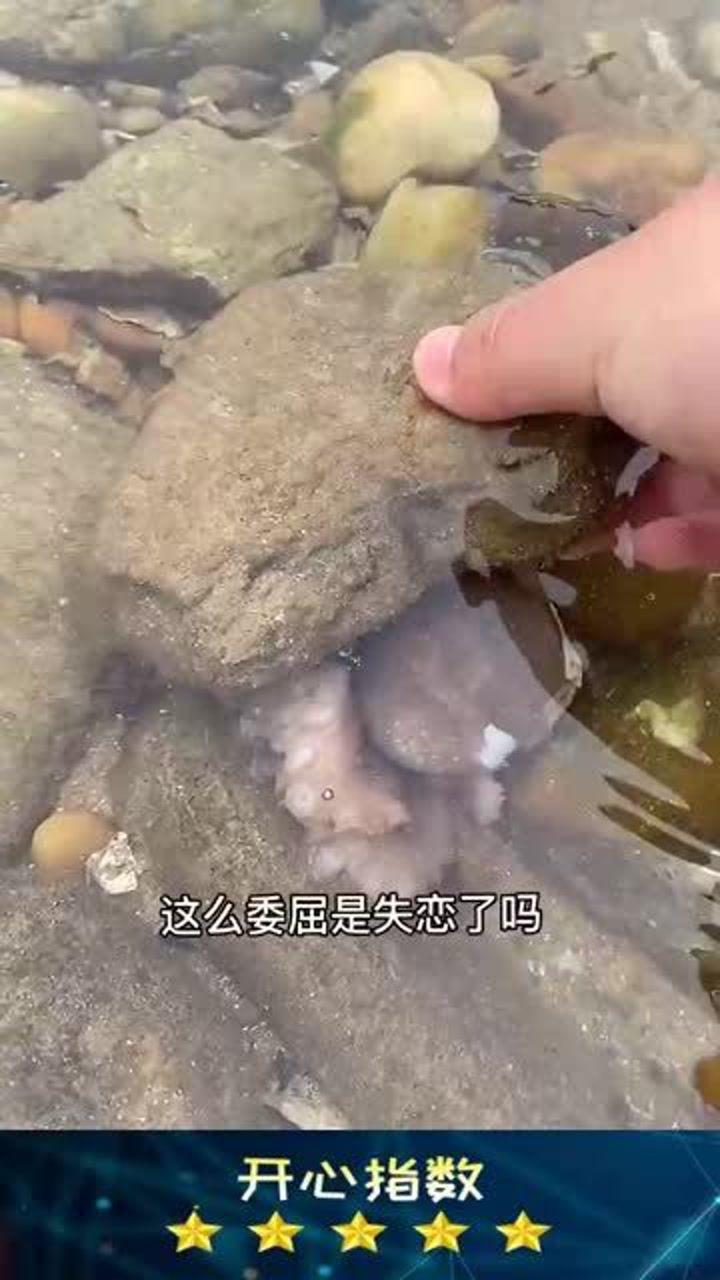 听说章鱼哥失恋了啊