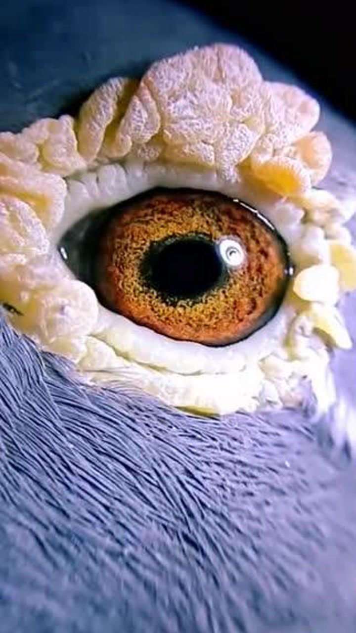 作育出江苏宿迁1500公里冠军种鸽的鸽眼,04年的老李鸟