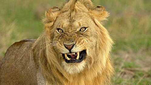 坦桑尼亚食人狮狮子将公路当做狩猎场公然猎杀人类