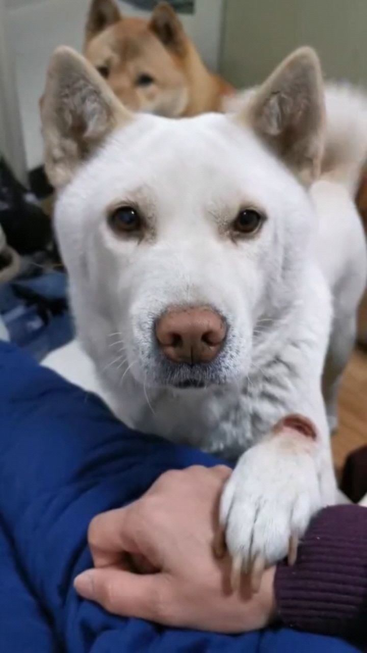 中华田园中的豪门俗称为土猎犬只是才疏学浅不知道学名叫啥