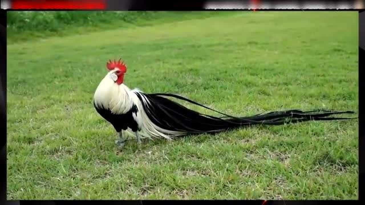 实拍世界上尾巴最长的公鸡!