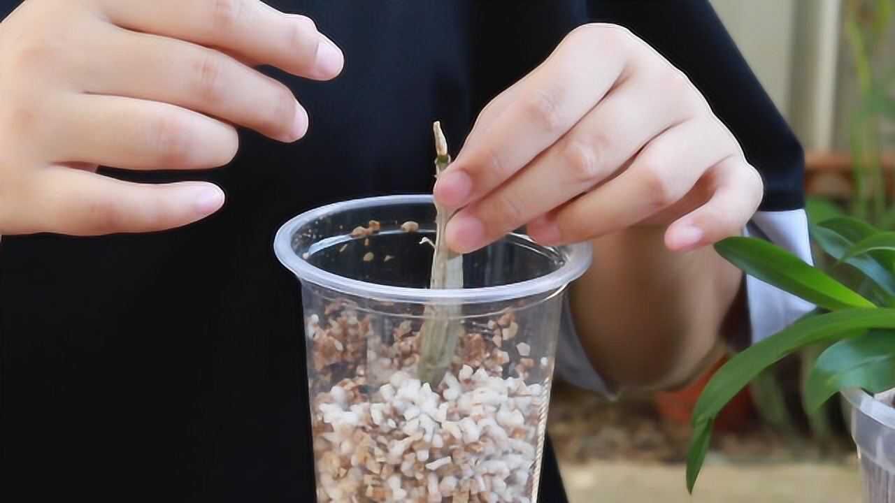 石斛兰这样扦插,简单省事,新手也能轻松学会!