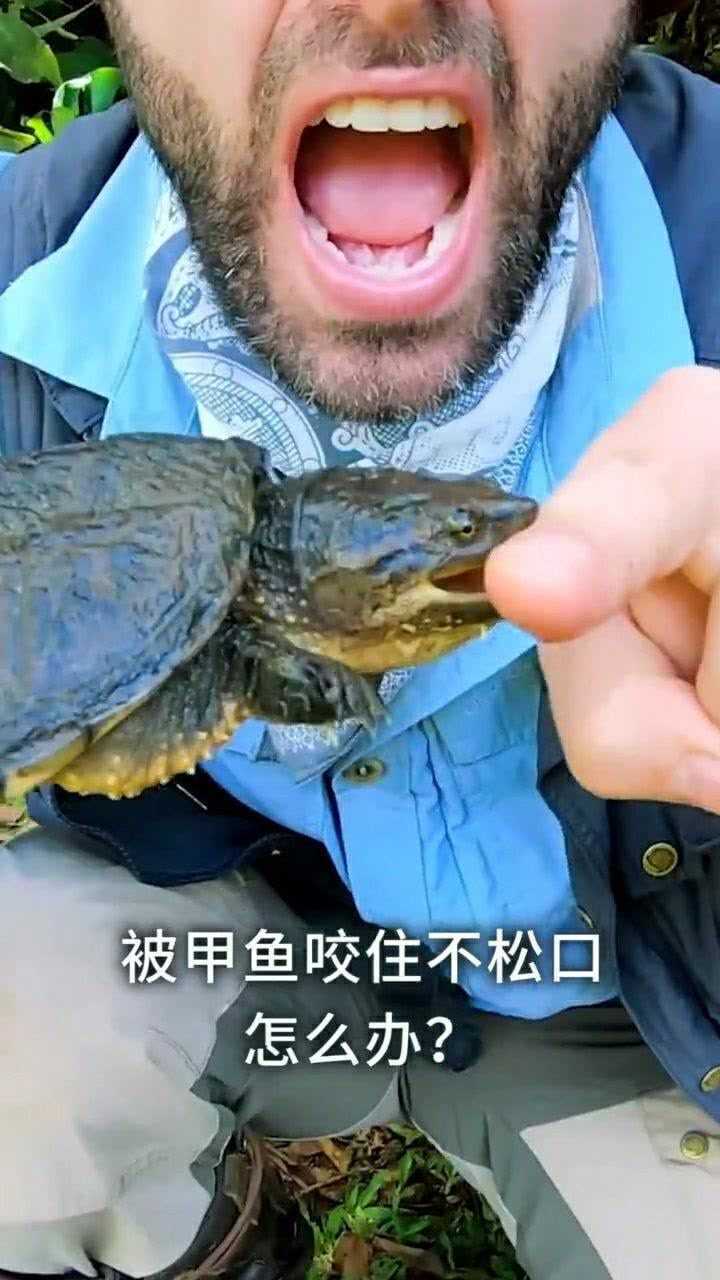 被甲鱼咬住应该怎么办?