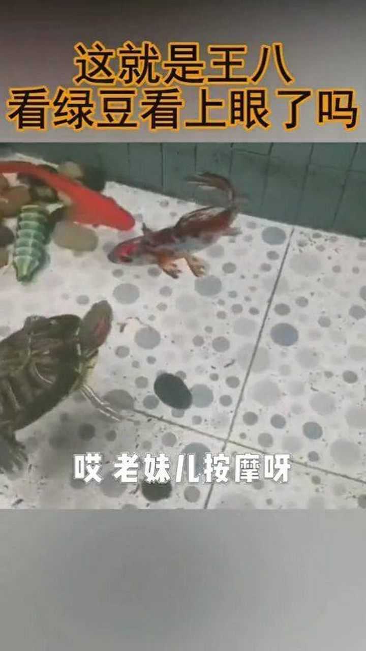 这就是王八看绿豆看上眼了吗