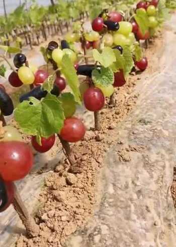 提子葡萄嫁接竟然能够存活果农手艺太牛了