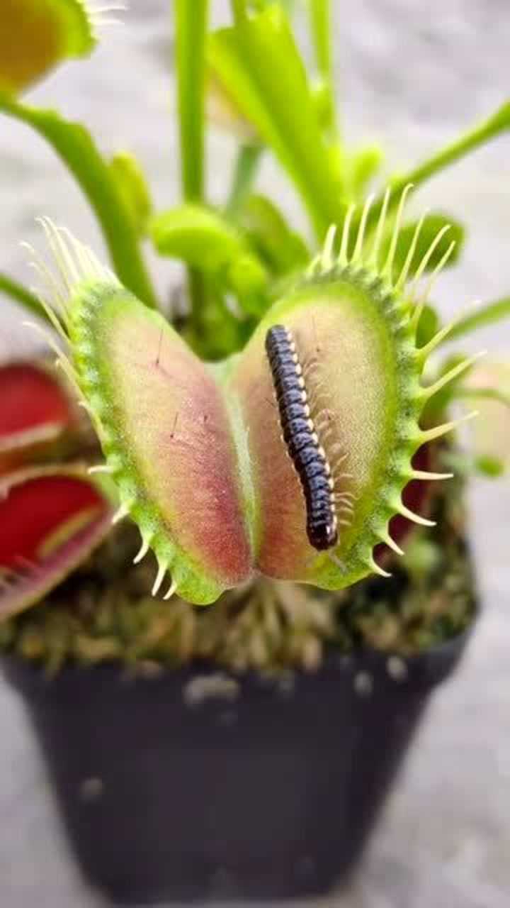 捕蝇草不止吃苍蝇,饿坏了什么都吃,简直是植物界的mvp
