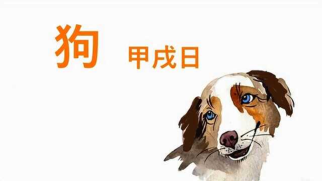 今天是甲戌日,肖狗人运势如何