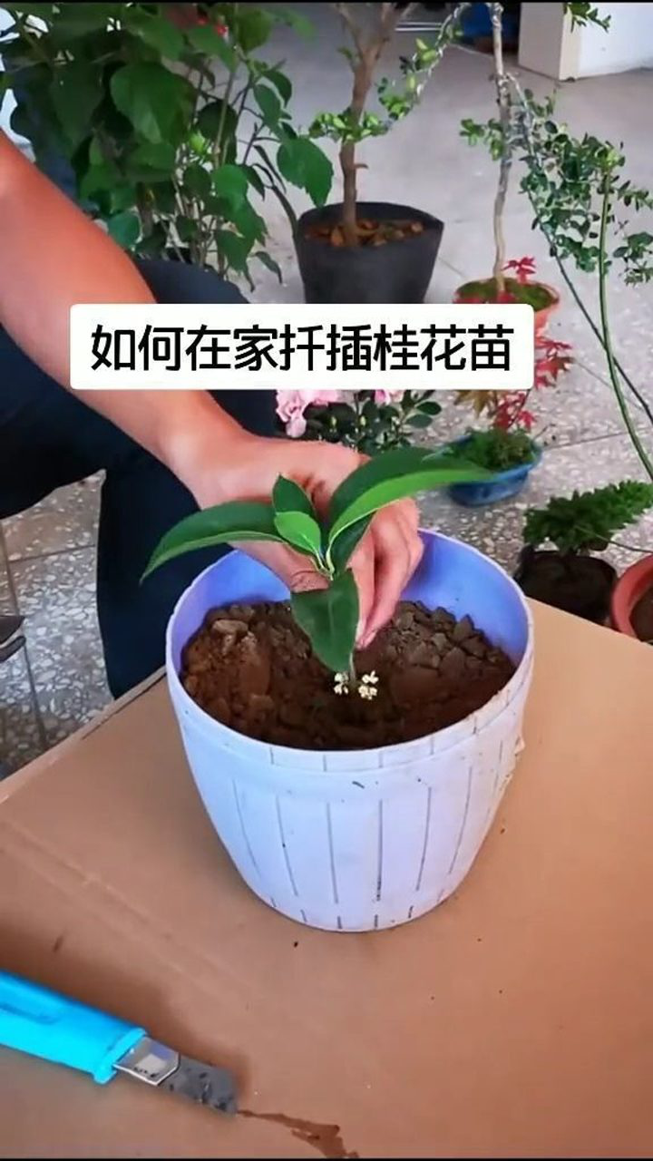 在家如何扦插桂花苗