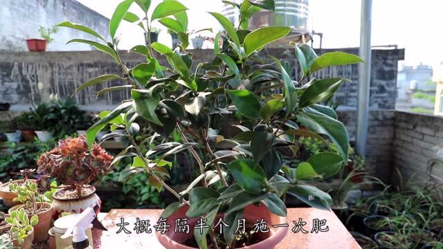 养茶花很简单,做好这4个点,开花快,不黄叶,不烂根