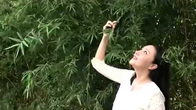 路边小竹林怎么拍,手机摄影变身王牌拍照自修室,你们学会了吗?