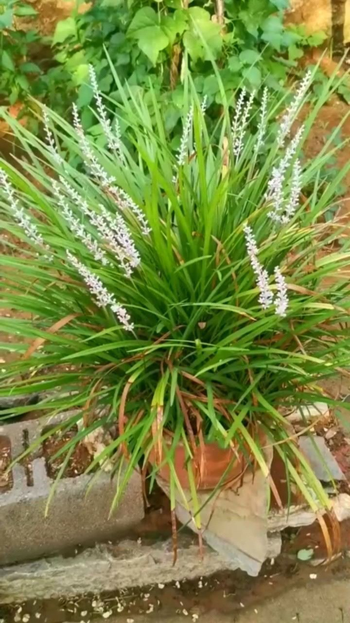 还是分不清楚,这是麦冬还是沿阶草啊