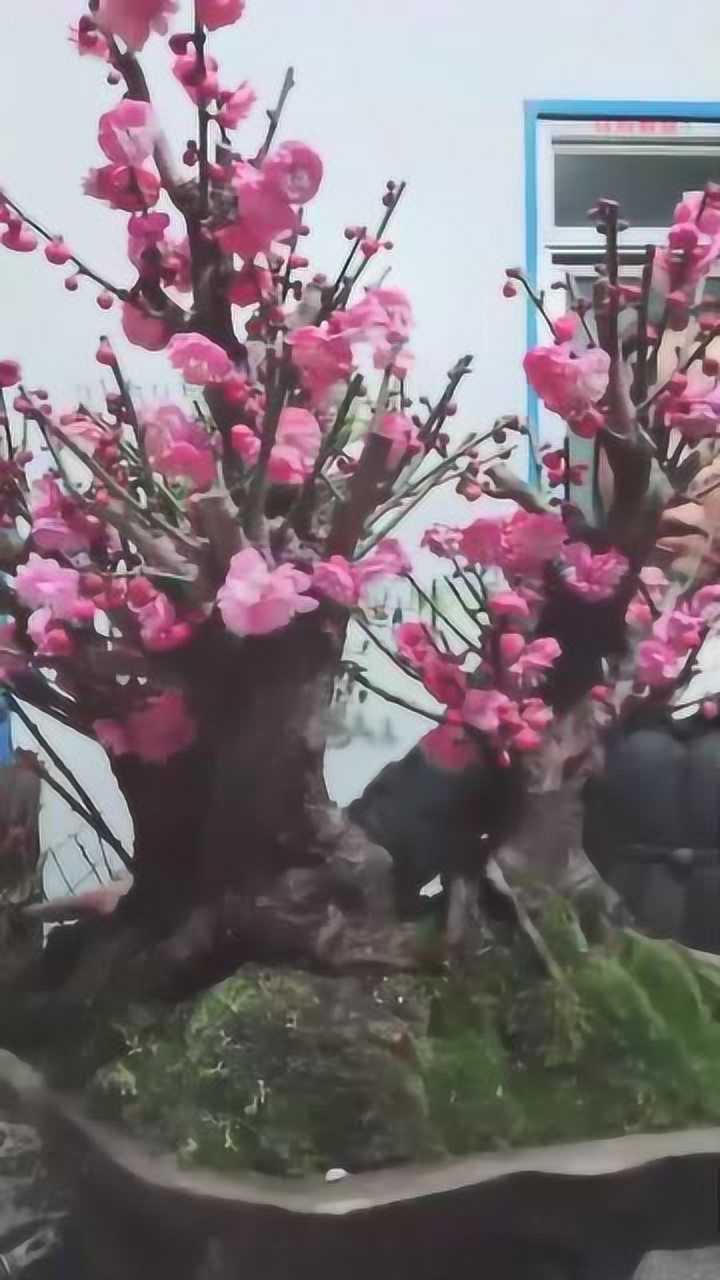 美女的原生骨里红梅花丛林盆景桩老霸气花开艳丽好羡慕啊