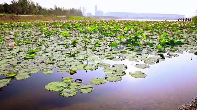 【云游龙江】甘南:最新打卡圣地!快来!