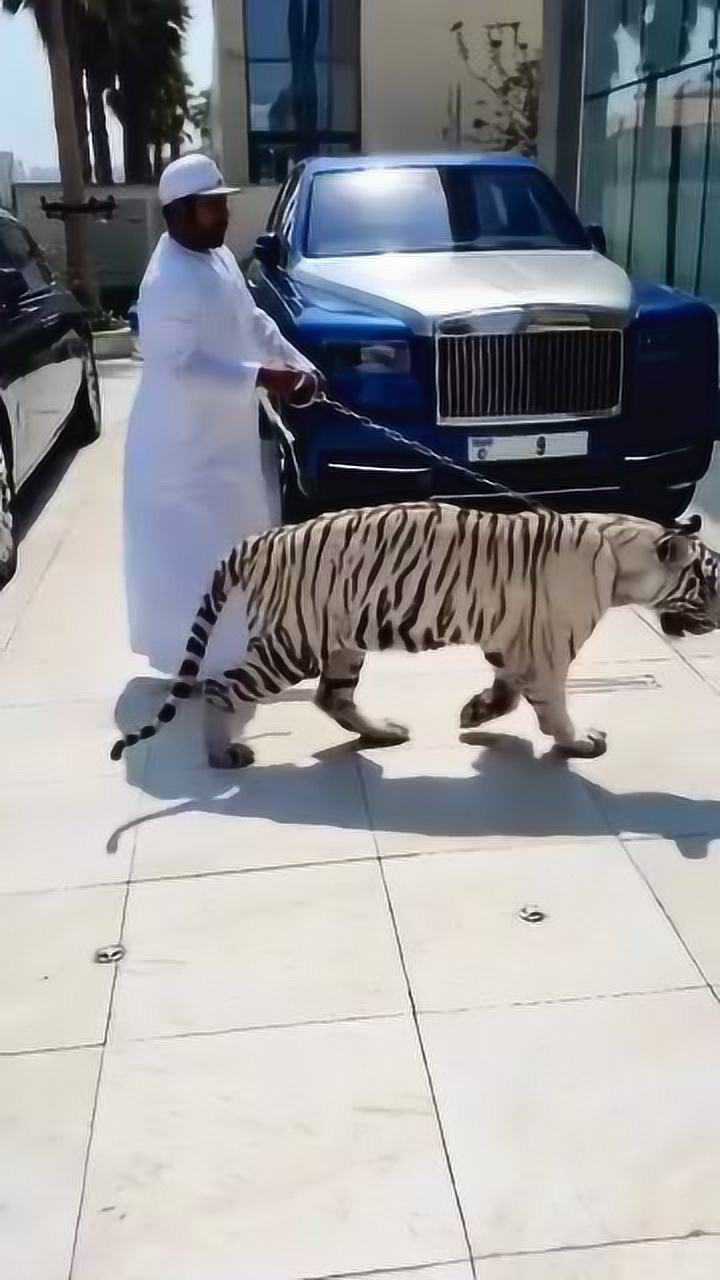 迪拜养老虎图片