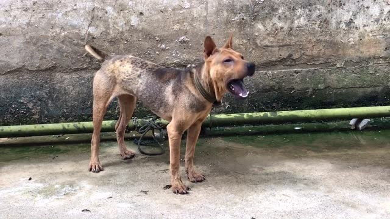 32斤实战杂斗打猫打猪下口毒咬口紧速度快还会坐车打猎性强