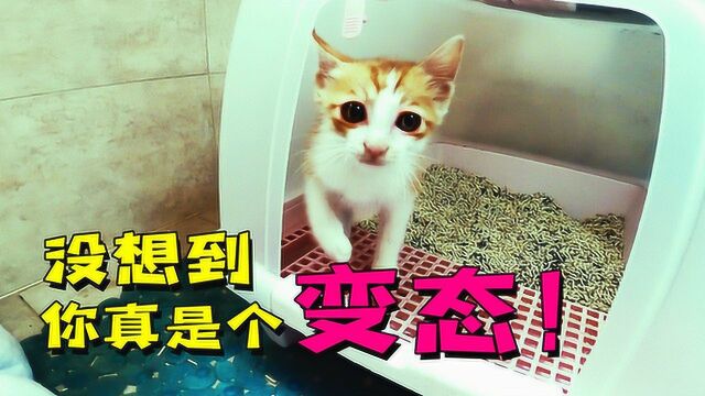 土豆日记3:太上头了!我怀疑她跟我在一起是图我的猫屎?