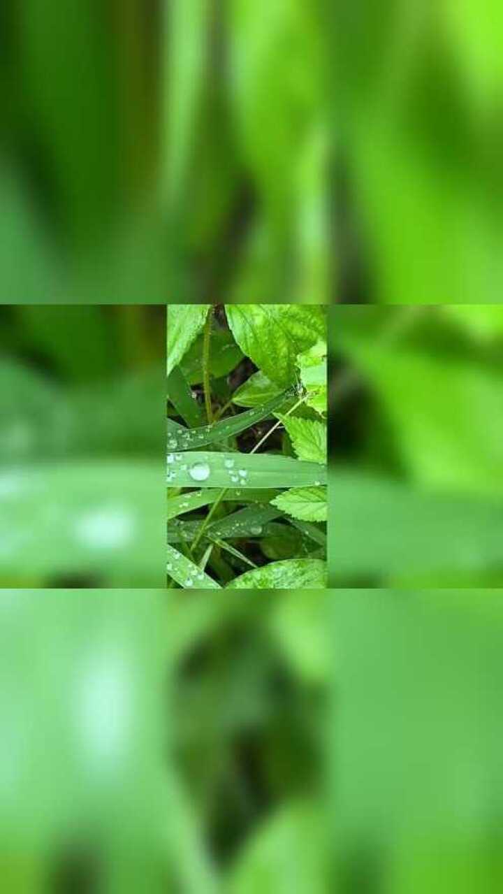 雨后的小草青翠欲滴碧绿的颜色很好看