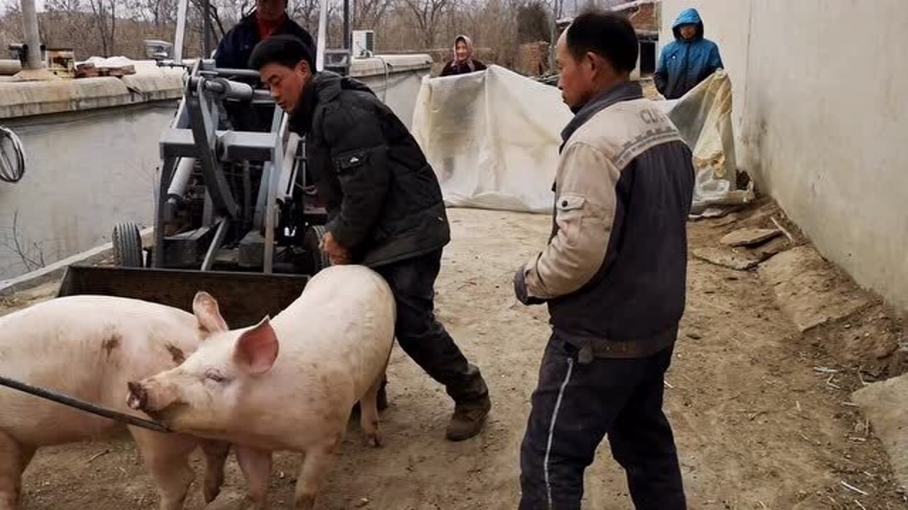 用此神器装猪省时又省力几十头猪分分钟搞定你看牛不牛