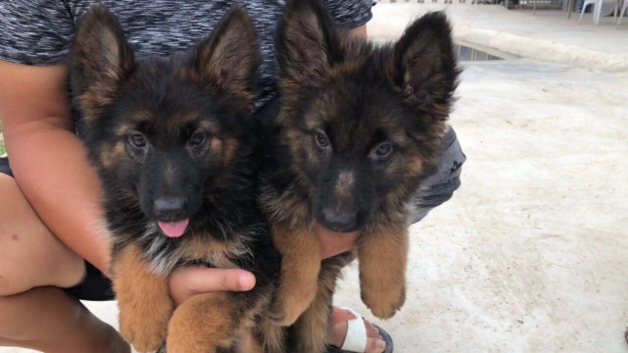 德牧名犬红狼又出精品,头版身形骨骼结构都数一流,大家来欣赏下