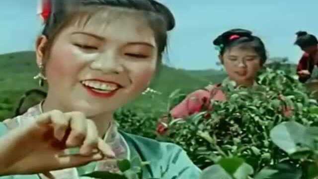 刘三姐山歌:采茶姑娘茶山走,茶歌飞上白云头,林籁泉韵值得推荐