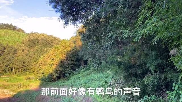 小鸟飞走后主人满山寻找,它究竟在哪里呢?