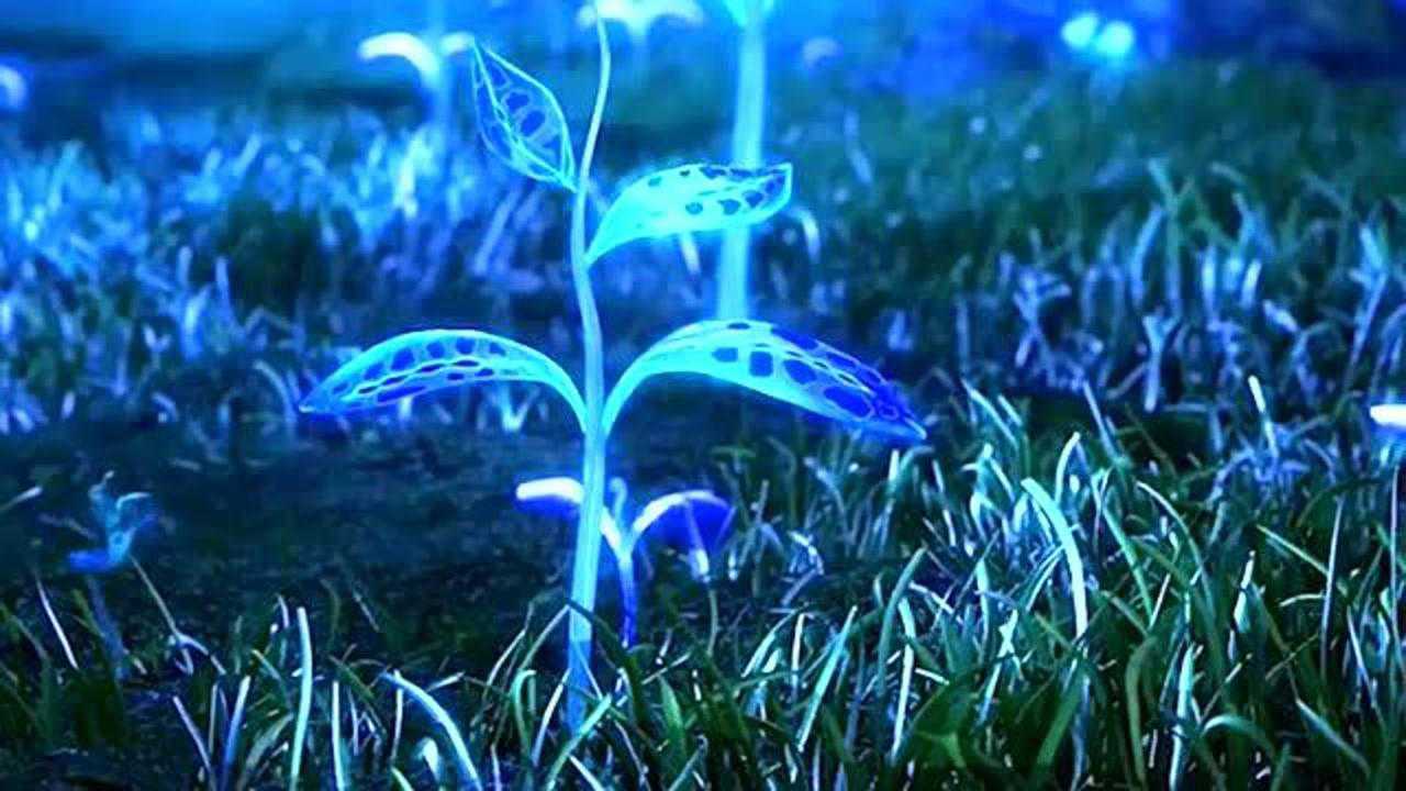 向往的星斗大森林小舞生活的足迹