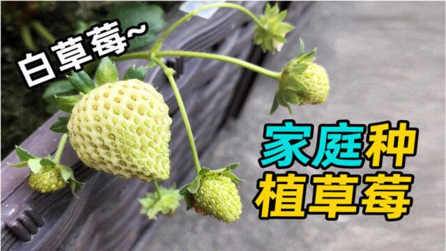 家庭种植草莓【天台菜园日常】