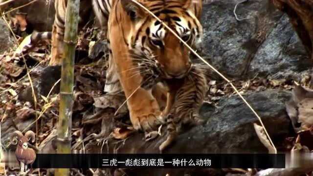 能杀死老虎的“猛兽”,它是一种什么动物,我国仅剩3只