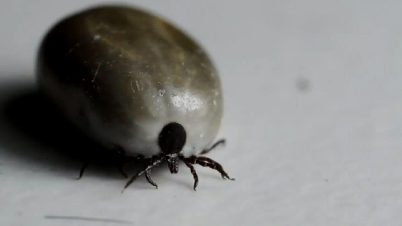 忍着密集恐惧症和要踩爆牛蜱虫的冲动看完这个视频