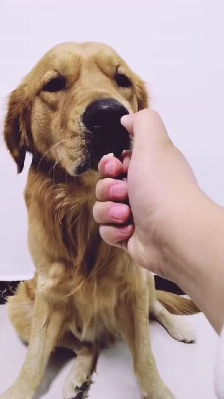 狗狗受电击的反应