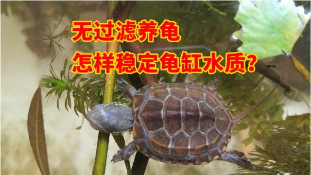 怎样才能稳定养龟水质?长时间保持乌龟缸水质稳定,这里有四种简单的方法