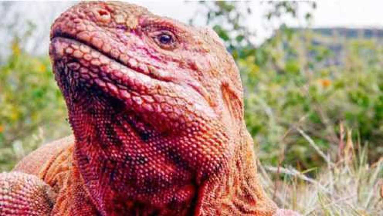 加拉帕戈斯的粉红鬣蜥它长的太漂亮了