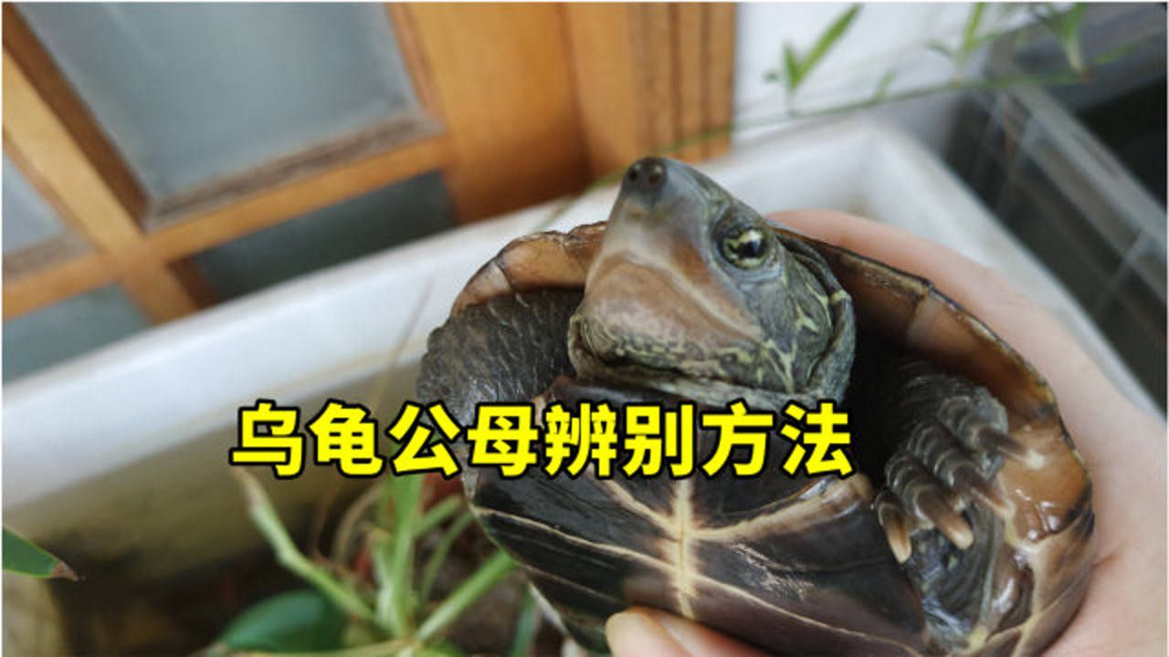 乌龟雌雄如何分辨?草龟花龟雌雄区分的四种方法,简单一招轻松辨别
