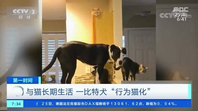 与猫长期生活 一比特犬“行为猫化”