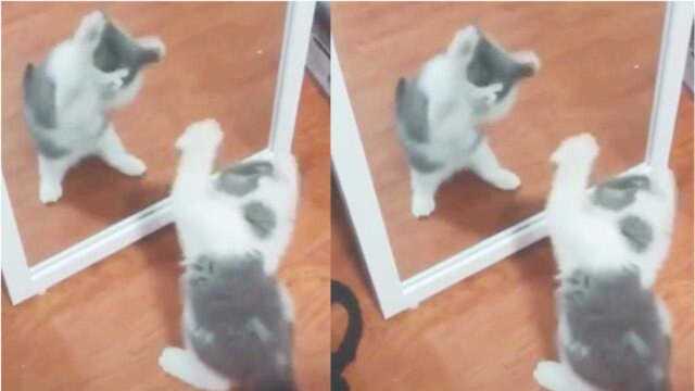 抖音最火猫咪跳舞到底有多可怕?网友:萌到骨子里了!