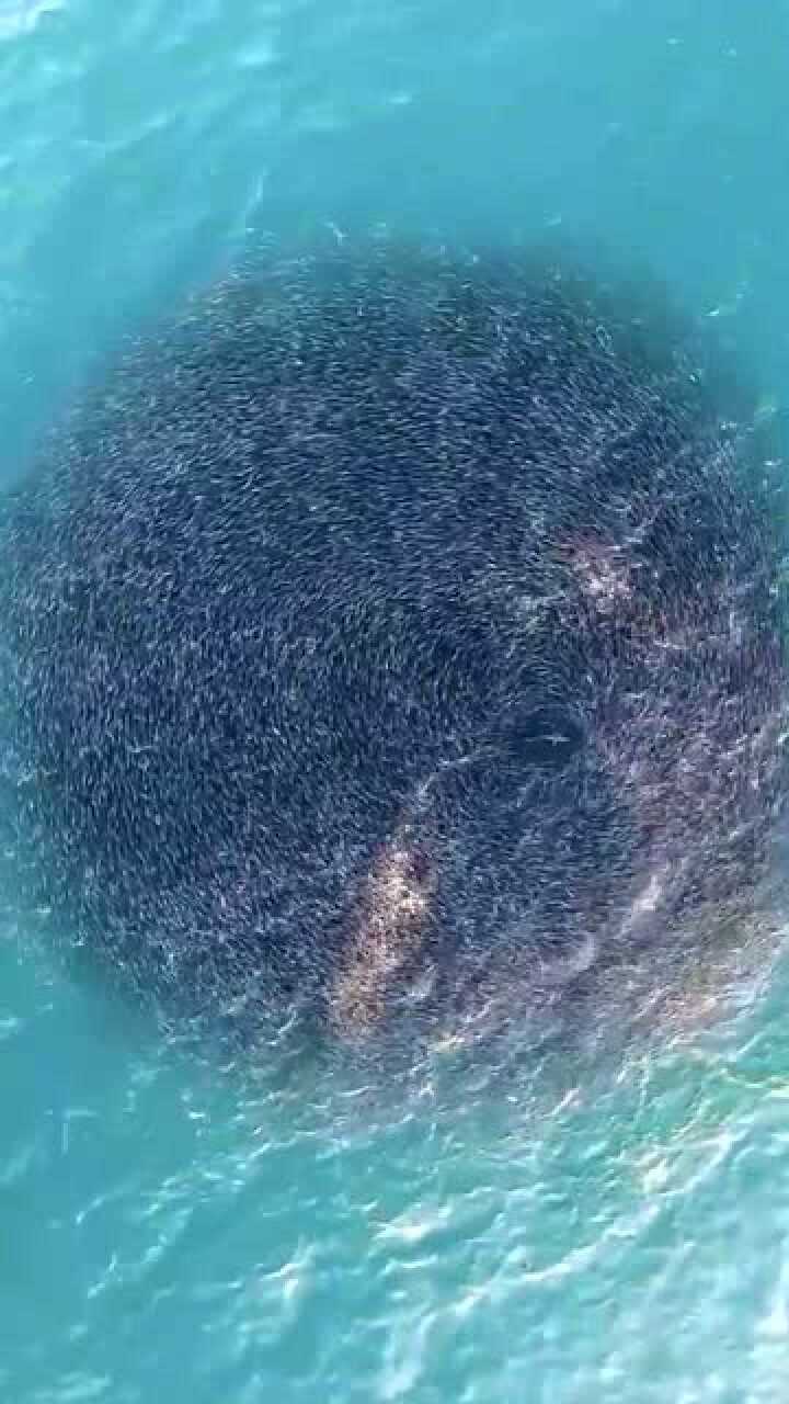 鱼群中的短尾真鲨