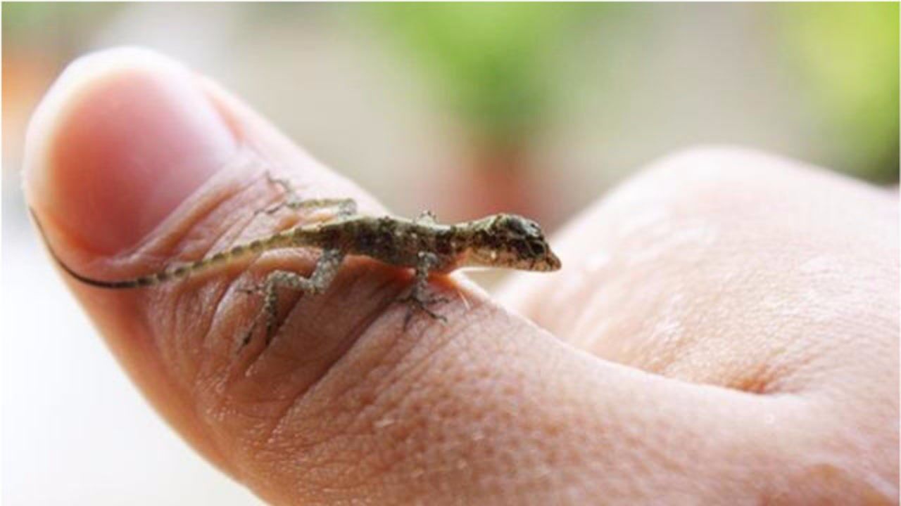 世界上最小的蜥蜴,长度仅有1.6厘米,能蜷缩在一枚硬币上!