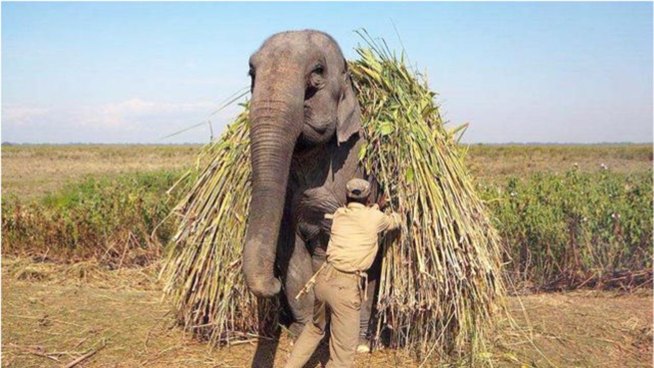 为什么亚洲象可以帮人们干活而非洲象什么都不会