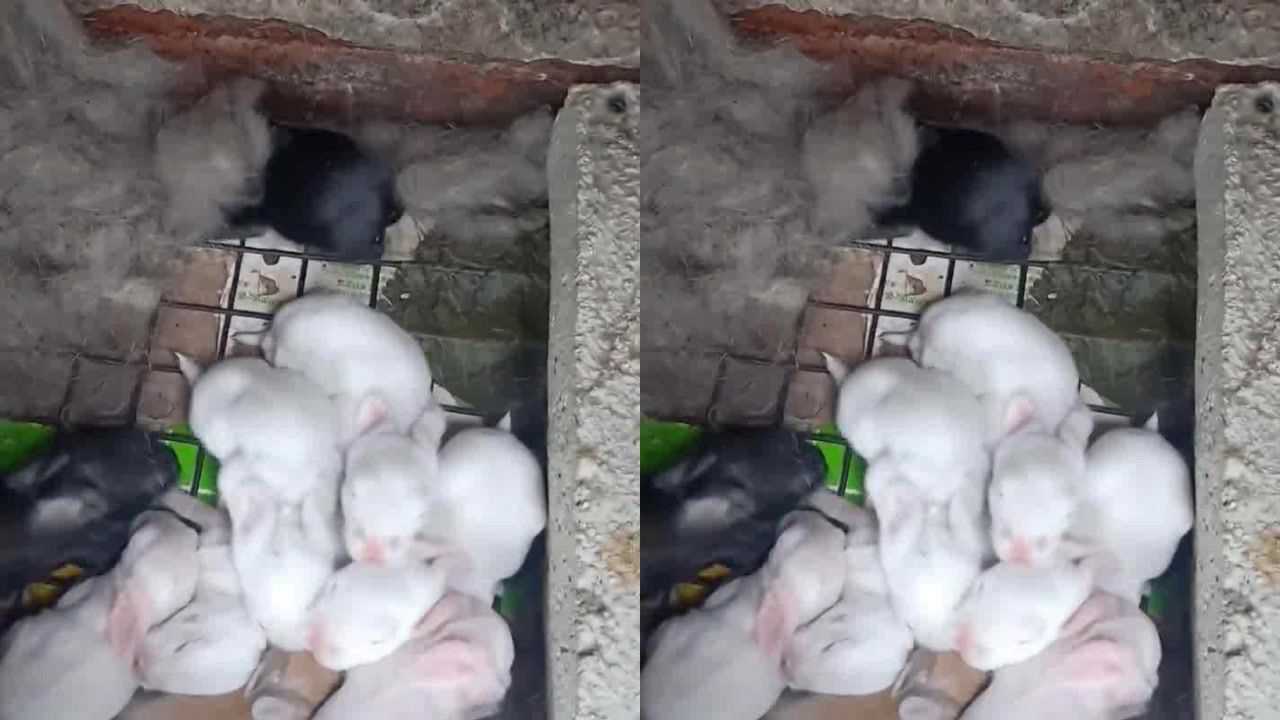 养的兔子下崽了!看完这一幕!你能数出有几只吗